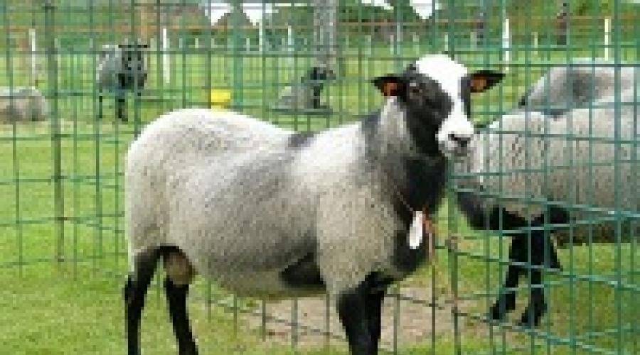 Описание овец тонкорунных пород мериносов, продуктивность, достоинства