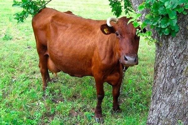 Характерные особенности горбатой породы коров и правила их кормления