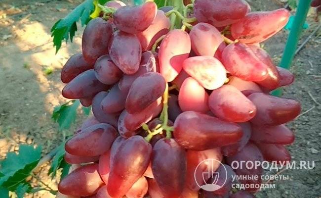 30 лучших сортов розового винограда