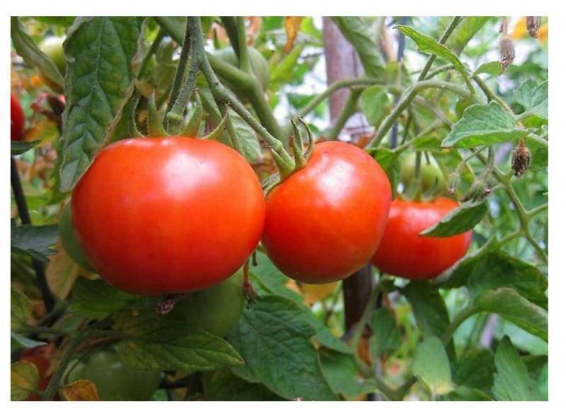 Правильная технология выращивания томатов 