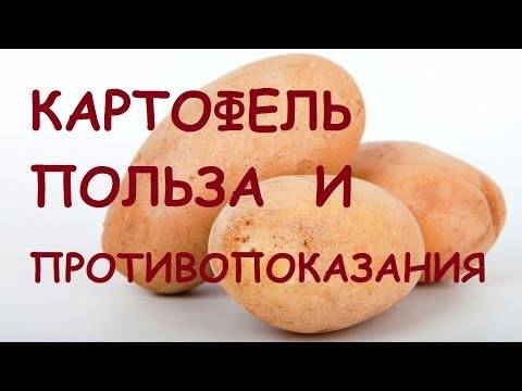 Картошка польза и вред для здоровья человека
