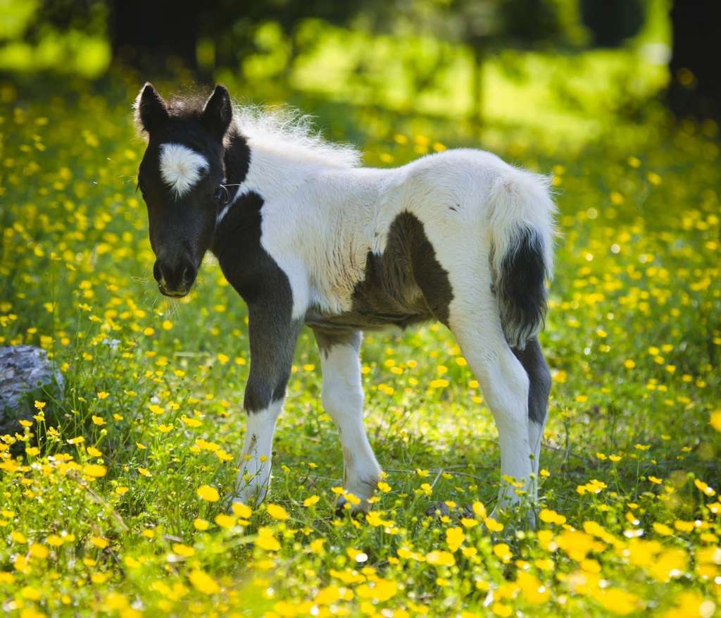 Мини-лошади – породы и особенности содержания