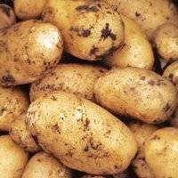 Картофель тулеевский: 8 особенностей и 10 советов по выращиванию и хранению