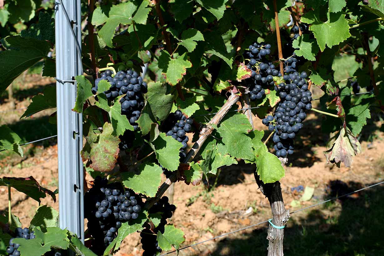 Виноград велес — настоящий дар бога плодородия