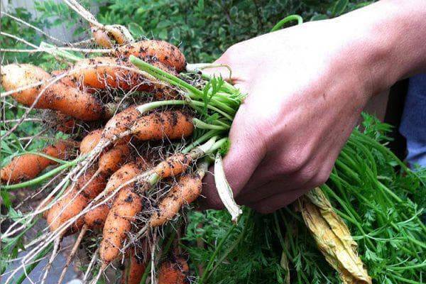Когда и как правильно поливать морковь в открытом грунте