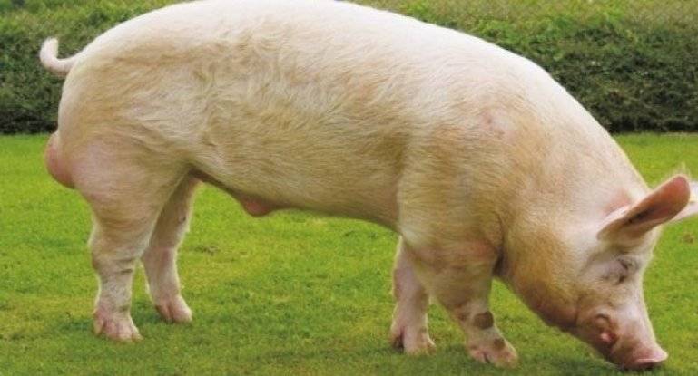 Как выявить и чем опасна африканская чума у свиней