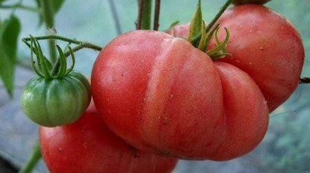 Томат малиновый рай: характеристика и описание сорта, урожайность с фото