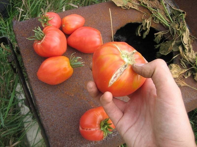 Почему трескаются помидоры в теплице при созревании?