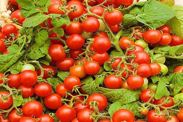 Описание сорта томата Вериге, особенности выращивания и ухода
