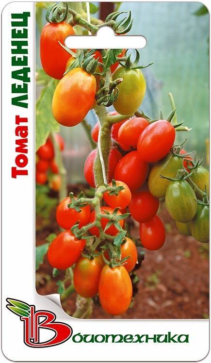 Томат семейный: характеристика и описание сорта, урожайность с фото
