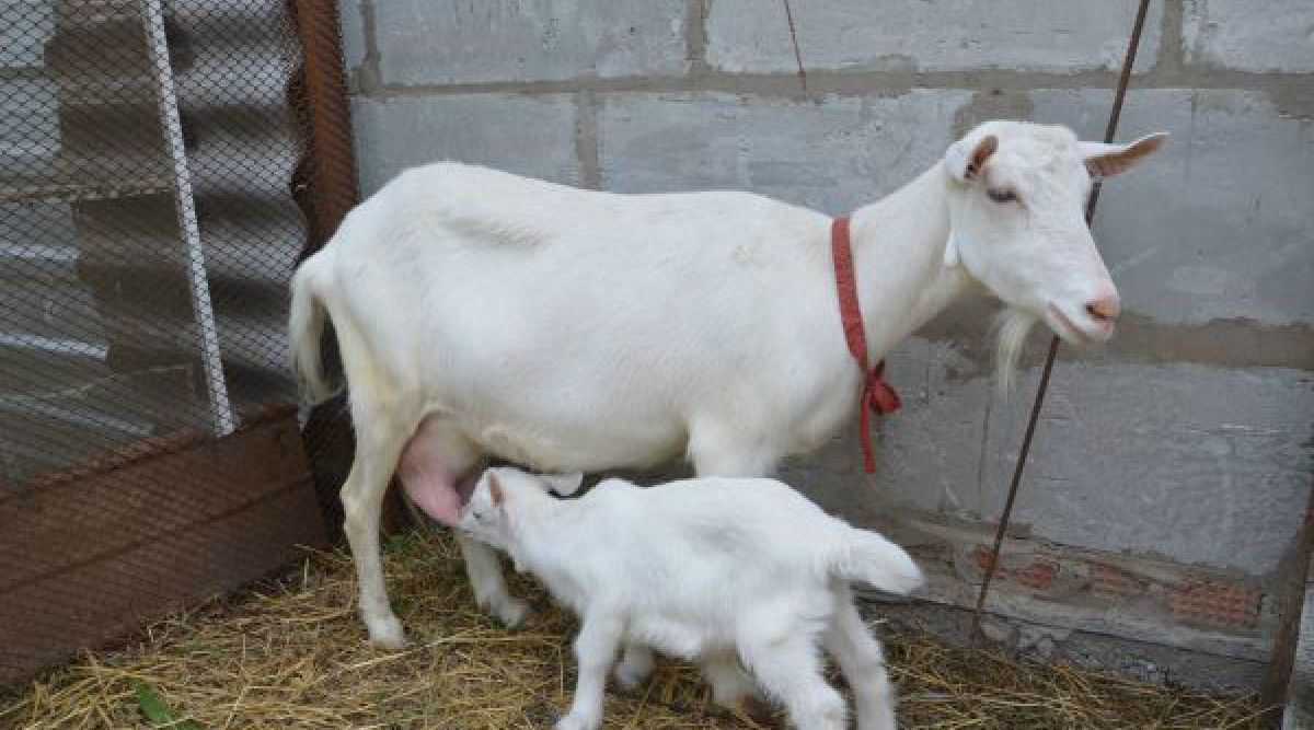 Породы коз молочных без запаха