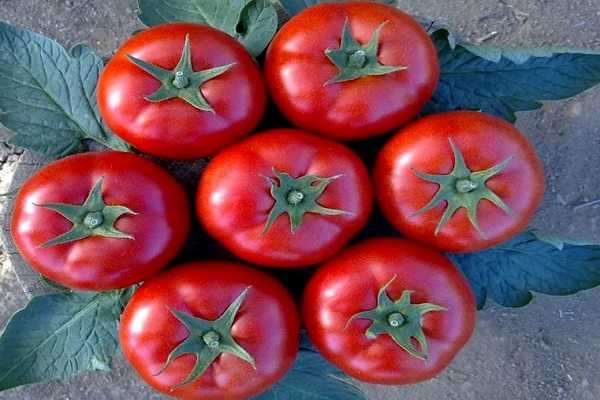 Лучшие сорта томатов для открытого грунта самые вкусные и крупноплодные