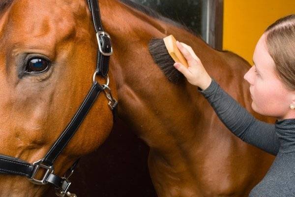 Как в домашних условиях ухаживать за лошадью для начинающих