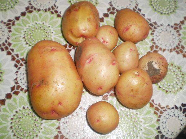 Ранний картофель жуковский: характеристика, сроки созревания, отзывы