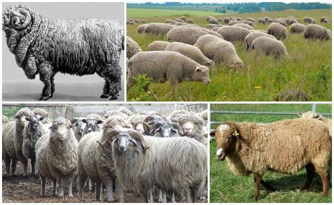 Правила содержания овец, обустройство стойла и составление рациона