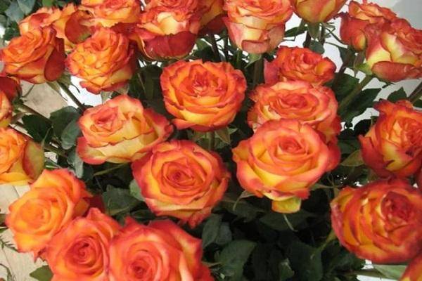 Розы флорибунда – 9 основных правил по выращиванию