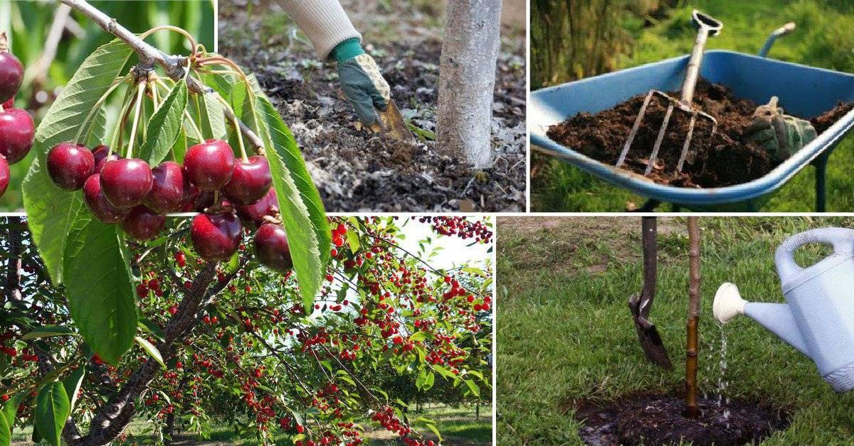 Техника посадки вишни саженцами весной и осенью