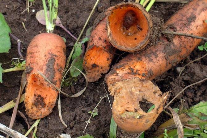 Как бороться с тлей на моркови народными средствами, чем обработать
