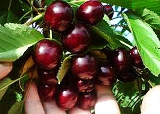 Описание сорта вишни Тамарис, характеристики плодоношения и урожайность