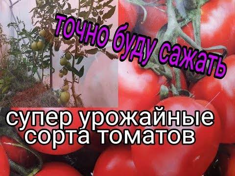Ранние сорта томатов для открытого грунта – фото, описания и отзывы дачников