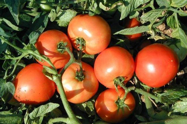 Преимущества и недостатки томата «торбей»: почему его стоит попробовать вырастить