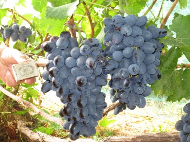 Сибирский виноград уже не экзотика: как виноград оказался в сибири, какие сорта подходят для выращивания в суровом климате