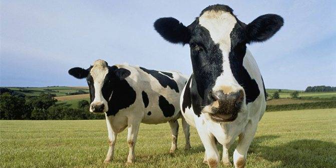 Вирусная диарея крупного рогатого скота: симптомы и лечение