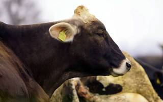 Корова съела послед, что делать, к каким последствиям это приведёт, как лечить животное?