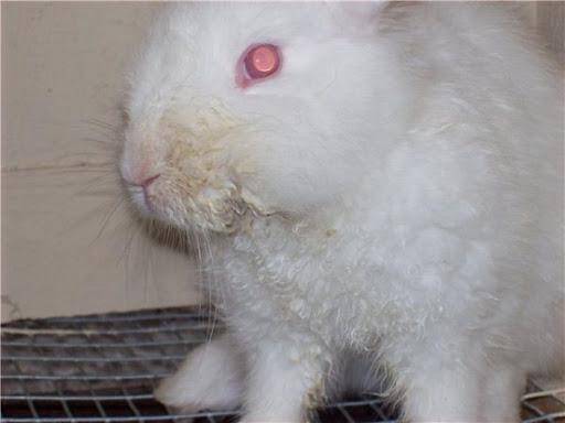 Лечение мокреца у кроликов народными средствами и препаратами, симптомы