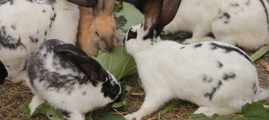 Можно ли кроликам давать укроп