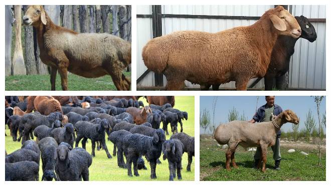 Характеристика и разведение гиссарской породы овец