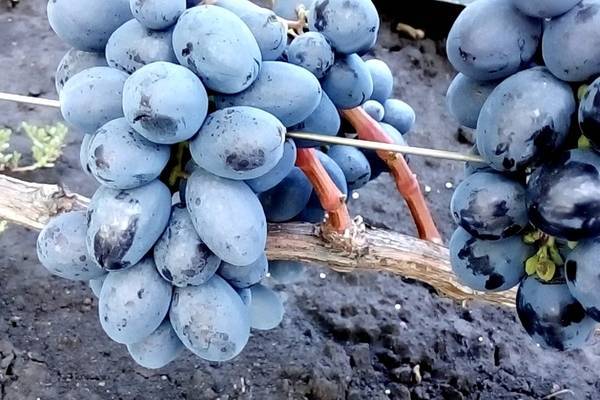 Самые лучшие столовые сорта винограда