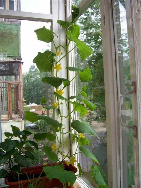 Как растить огурцы дома на балконе