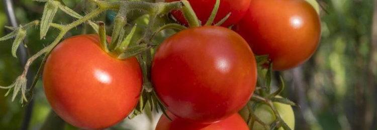 Томаты гном томатный: разновидности сортов, характеристика и описание, урожайность с фото