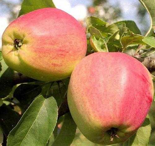 Сорт яблони орловское полосатое и его собратья — скорые, вкусные, товарные!
