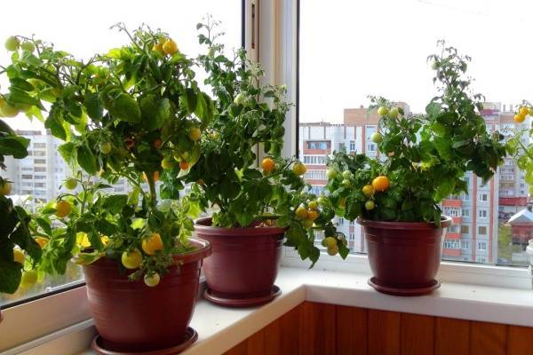Как сажать томаты на рассаду: правила посева в домашних условиях