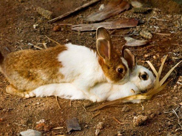 Кролик дома плюсы или минусы: стоит ли заводить декоративного кролика