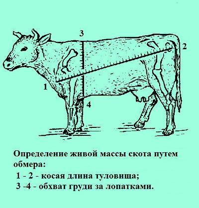 Как с помощью простых измерений узнать сколько весит корова