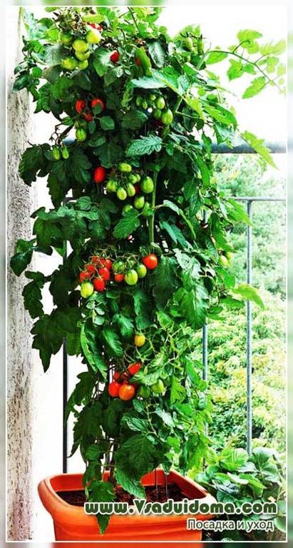 Как вырастить помидоры на подоконнике в домашних условиях?
