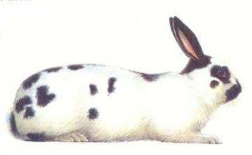 Описание и характеристики бургундской породы кроликов, правила содержания