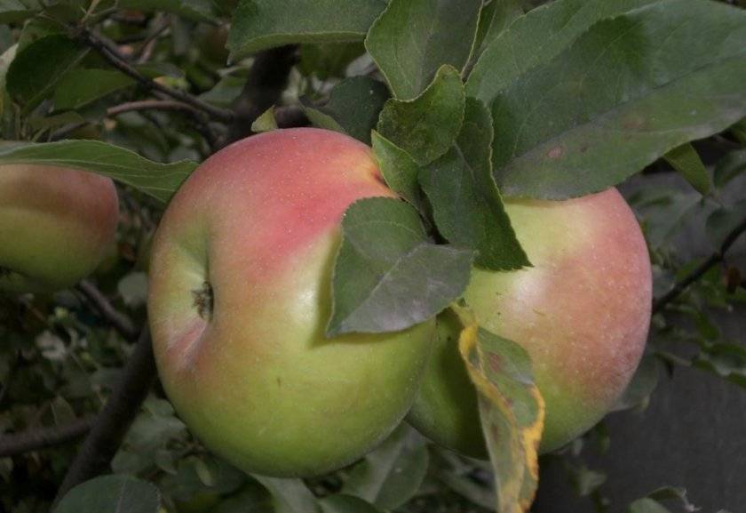 Выбираем сорта яблони для северо-запада россии