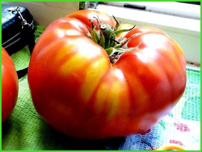 Важность выбора или какие сорта помидоров лучше всего сажать?