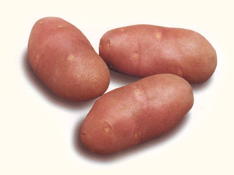 Голландский картофель сорта ред скарлетт: прекрасно выглядит, долго хранится