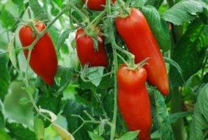 Описание сорта томата черрипальчики и его характеристика