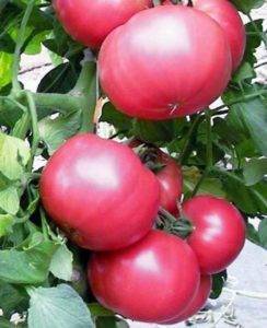 Особенности сорта томата «третьяковский f1» и правильный уход за ним
