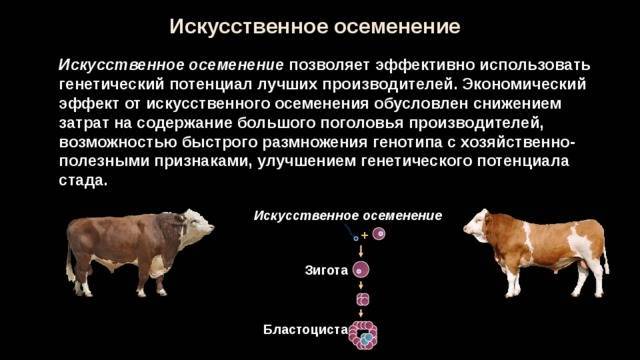 Размножение овец в домашних условиях для начинающих: репродуктивный возраст овец, методы осеменения, окот, периодичность ягнения