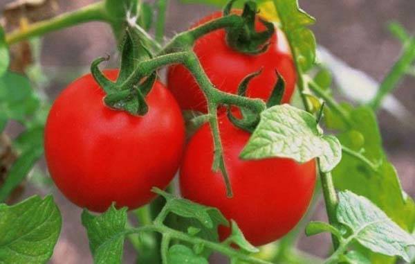 Гибрид жонглер f1: детальное описание томата, достоинства, отзывы садоводов
