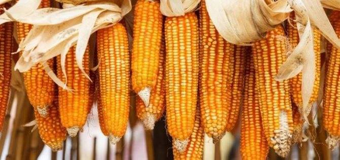 Как хранить вареную кукурузу: в воде или нет