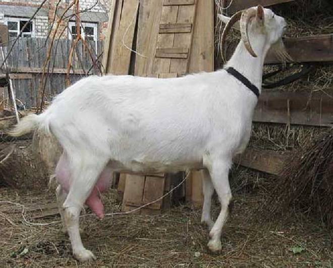 Зааненские козы – описание молочной породы