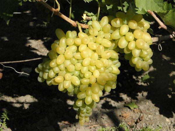Описание винограда сорта кокур, правила посадки и выращивания